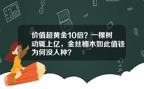 价值超黄金10倍？一棵树动辄上亿，金丝楠木如此值钱为何没人种？
