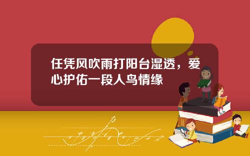任凭风吹雨打阳台湿透，爱心护佑一段人鸟情缘